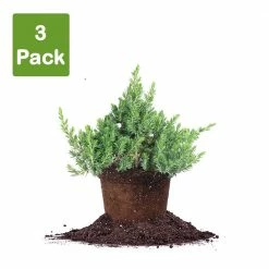 Perfect Plants Deer Resistant Shrubs Blue Pacific Juniper Shrub