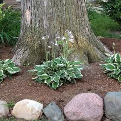 Perfect Plants Hosta Patriot Shrub Hosta Shrubs 7 Perfect Plants Hosta Patriot Shrub Hosta Shrubs