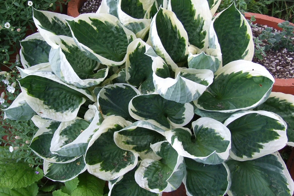 Perfect Plants Hosta Patriot Shrub Hosta Shrubs 4 Perfect Plants Hosta Patriot Shrub Hosta Shrubs