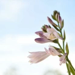 Perfect Plants Hosta Patriot Shrub Hosta Shrubs 9 Perfect Plants Hosta Patriot Shrub Hosta Shrubs