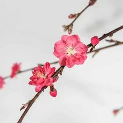 Perfect Plants Pink Cascade Weeping Peach Tree