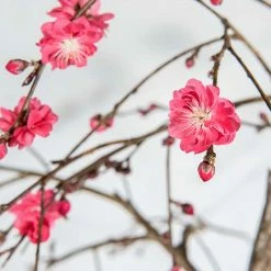 Perfect Plants Pink Cascade Weeping Peach Tree