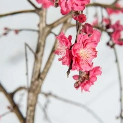 Perfect Plants Pink Cascade Weeping Peach Tree