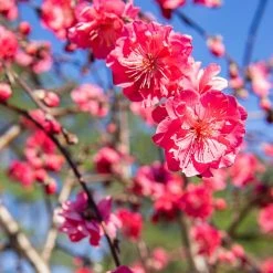 Perfect Plants Pink Cascade Weeping Peach Tree