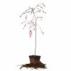 Perfect Plants Pink Cascade Weeping Peach Tree