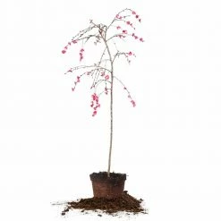 Perfect Plants Pink Cascade Weeping Peach Tree