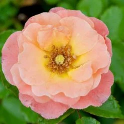 Perfect Plants Drift® Roses Peach Drift® Rose Tree