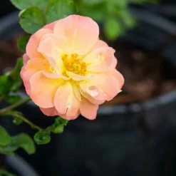 Perfect Plants Drift® Roses Peach Drift® Rose Tree
