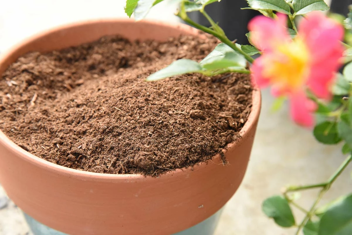 Perfect Plants Organic Sphagnum Peat Moss 2 Perfect Plants Organic Sphagnum Peat Moss