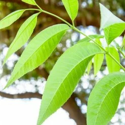 Perfect Plants Gloria Grande Pecan Tree | Type 2 Pollinator Pecan Trees