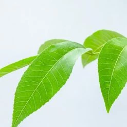 Perfect Plants Kiowa Pecan Tree | Type 2 Pollinator 9 Perfect Plants Kiowa Pecan Tree | Type 2 Pollinator