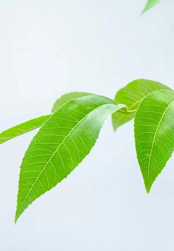 Perfect Plants Creek Pecan Tree | Type 1 Pollinator 5 Perfect Plants Creek Pecan Tree | Type 1 Pollinator