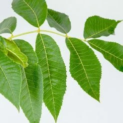 Perfect Plants Pawnee Pecan Tree | Type 1 Pollinator Pecan Trees