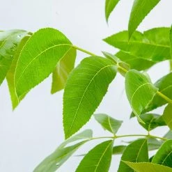 Perfect Plants Kiowa Pecan Tree | Type 2 Pollinator