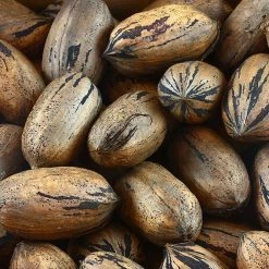 Perfect Plants Elliot Pecan Tree | Type 2 Pollinator