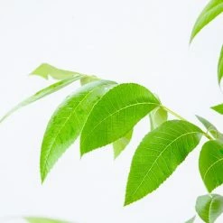 Perfect Plants Caddo Pecan Tree | Type 1 Pollinator Pecan Trees