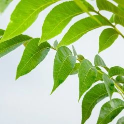 Perfect Plants Amling Pecan Tree | Type 1 Pollinator Pecan Trees