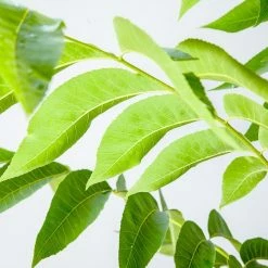 Perfect Plants Creek Pecan Tree | Type 1 Pollinator