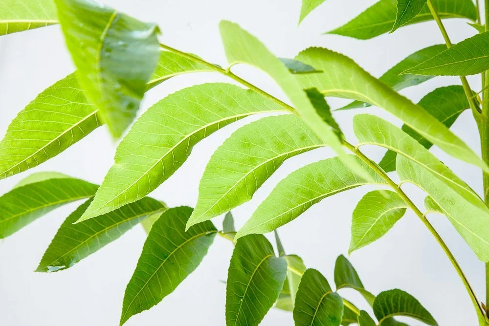 Perfect Plants Mandan Pecan Tree | Type 1 Pollinator Pecan Trees 2 Perfect Plants Mandan Pecan Tree | Type 1 Pollinator Pecan Trees