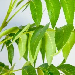 Perfect Plants Elliot Pecan Tree | Type 2 Pollinator