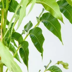 Perfect Plants Gloria Grande Pecan Tree | Type 2 Pollinator Pecan Trees