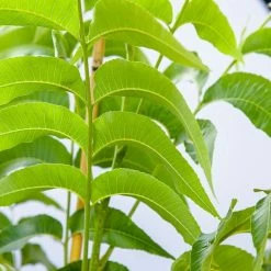 Perfect Plants Pecan Trees Stuart Pecan Tree | Type 2 Pollinator