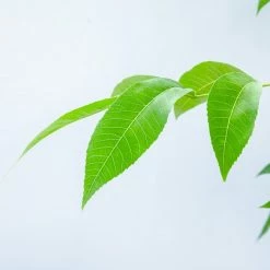 Perfect Plants Pecan Trees Cape Fear Pecan Tree | Type 1 Pollinator