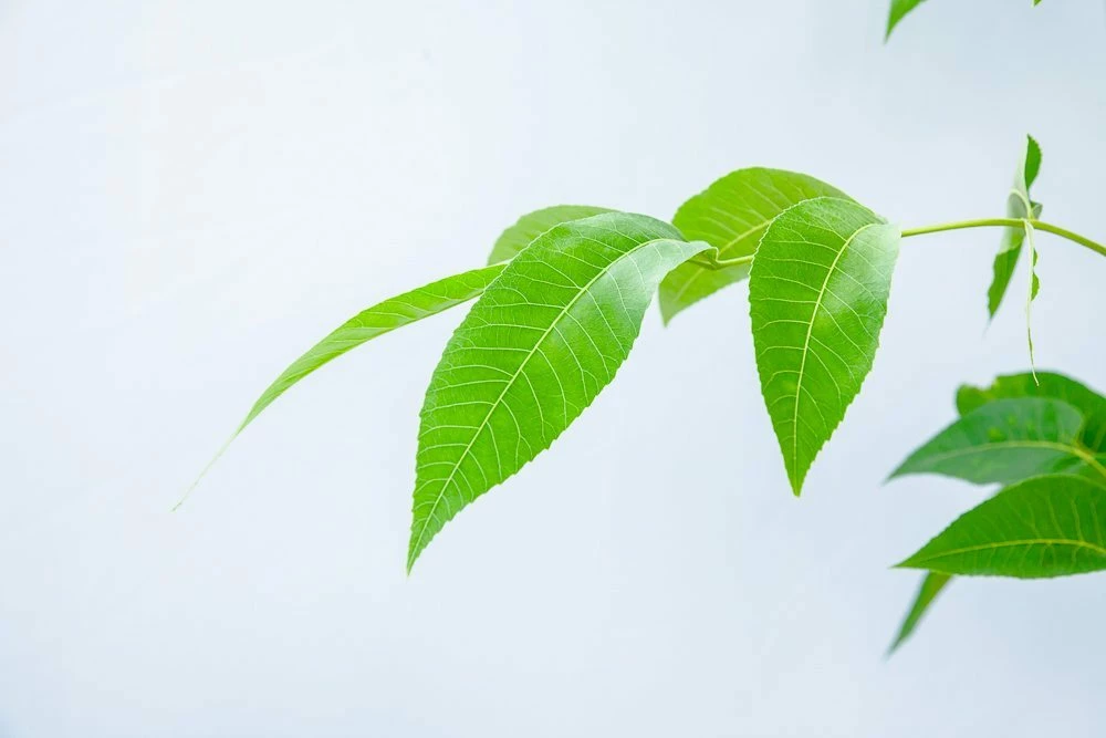 Perfect Plants Mandan Pecan Tree | Type 1 Pollinator Pecan Trees 3 Perfect Plants Mandan Pecan Tree | Type 1 Pollinator Pecan Trees