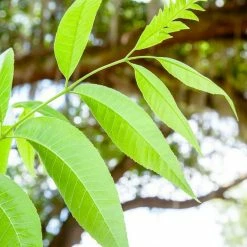Perfect Plants Creek Pecan Tree | Type 1 Pollinator 9 Perfect Plants Creek Pecan Tree | Type 1 Pollinator