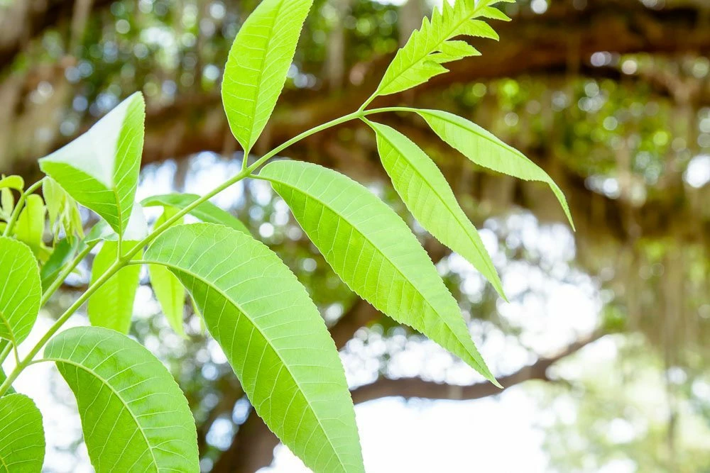 Perfect Plants Creek Pecan Tree | Type 1 Pollinator 4 Perfect Plants Creek Pecan Tree | Type 1 Pollinator