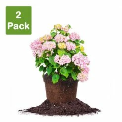 Perfect Plants Penny Mac Hydrangea Shrub