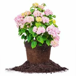 Perfect Plants Penny Mac Hydrangea Shrub