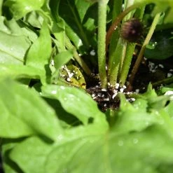 Perfect Plants Organic Perlite For Plants