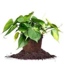 Perfect Plants All Houseplants Variegated Philodendron ‘Brasil’