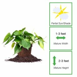 Perfect Plants All Houseplants Variegated Philodendron ‘Brasil’