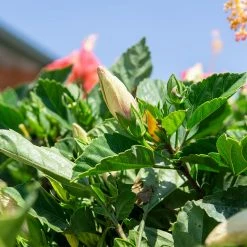 Perfect Plants Braided Pink Hibiscus Tree Hibiscus Bushes