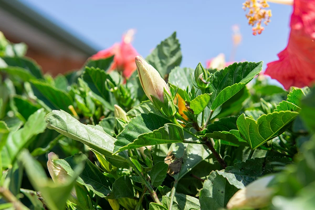 Perfect Plants Braided Pink Hibiscus Tree Hibiscus Bushes 2 Perfect Plants Braided Pink Hibiscus Tree Hibiscus Bushes