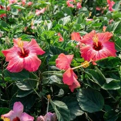 Perfect Plants Braided Pink Hibiscus Tree Hibiscus Bushes 7 Perfect Plants Braided Pink Hibiscus Tree Hibiscus Bushes