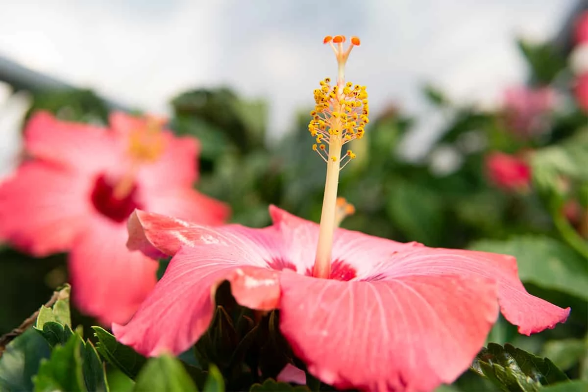 Perfect Plants Braided Pink Hibiscus Tree Hibiscus Bushes 4 Perfect Plants Braided Pink Hibiscus Tree Hibiscus Bushes