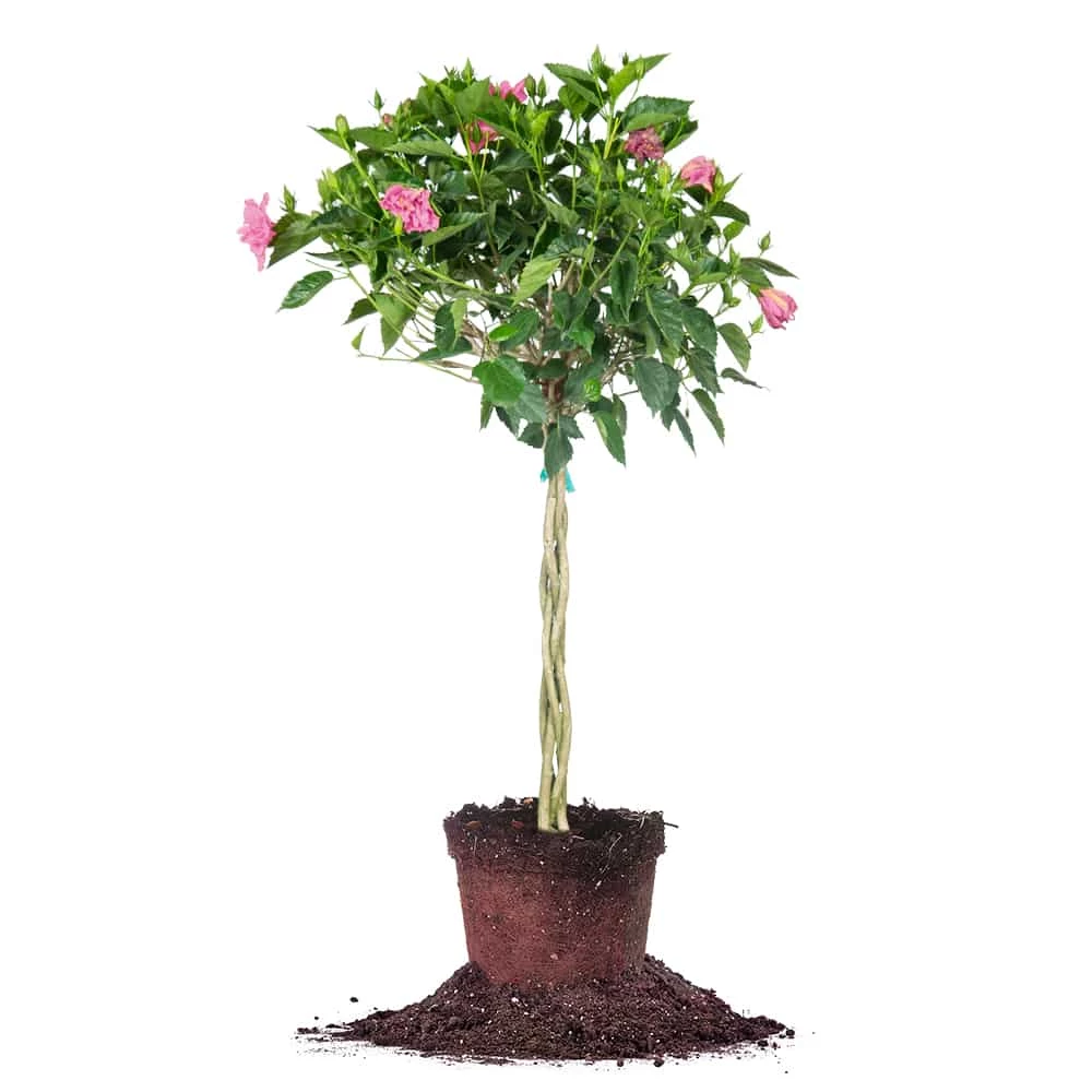 Perfect Plants Braided Pink Hibiscus Tree Hibiscus Bushes 1 Perfect Plants Braided Pink Hibiscus Tree Hibiscus Bushes