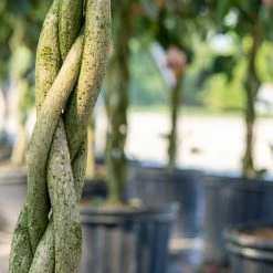 Perfect Plants Braided Pink Hibiscus Tree Hibiscus Bushes 9 Perfect Plants Braided Pink Hibiscus Tree Hibiscus Bushes