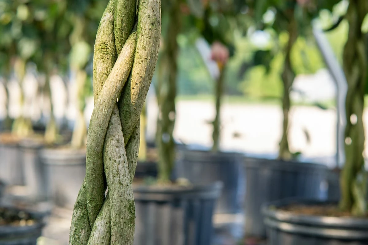Perfect Plants Braided Pink Hibiscus Tree Hibiscus Bushes 5 Perfect Plants Braided Pink Hibiscus Tree Hibiscus Bushes