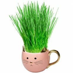 Perfect Plants Organic Cat Grass Kit |View All 13 Perfect Plants Organic Cat Grass Kit |View All