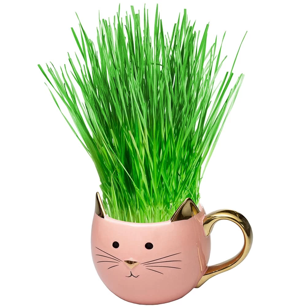 Perfect Plants Organic Cat Grass Kit |View All 7 Perfect Plants Organic Cat Grass Kit |View All