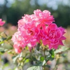 Perfect Plants Double Pink Knock Out® Rose Tree Knock Out® Roses 7 Perfect Plants Double Pink Knock Out® Rose Tree Knock Out® Roses