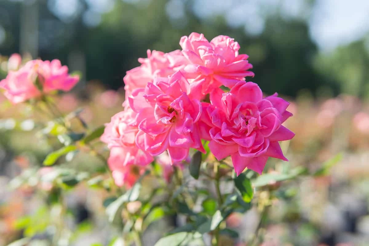 Perfect Plants Double Pink Knock Out® Rose Tree Knock Out® Roses 4 Perfect Plants Double Pink Knock Out® Rose Tree Knock Out® Roses
