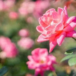 Perfect Plants Double Pink Knock Out® Rose Tree Knock Out® Roses