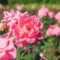 Perfect Plants Double Pink Knock Out® Rose Tree Knock Out® Roses 6 Perfect Plants Double Pink Knock Out® Rose Tree Knock Out® Roses