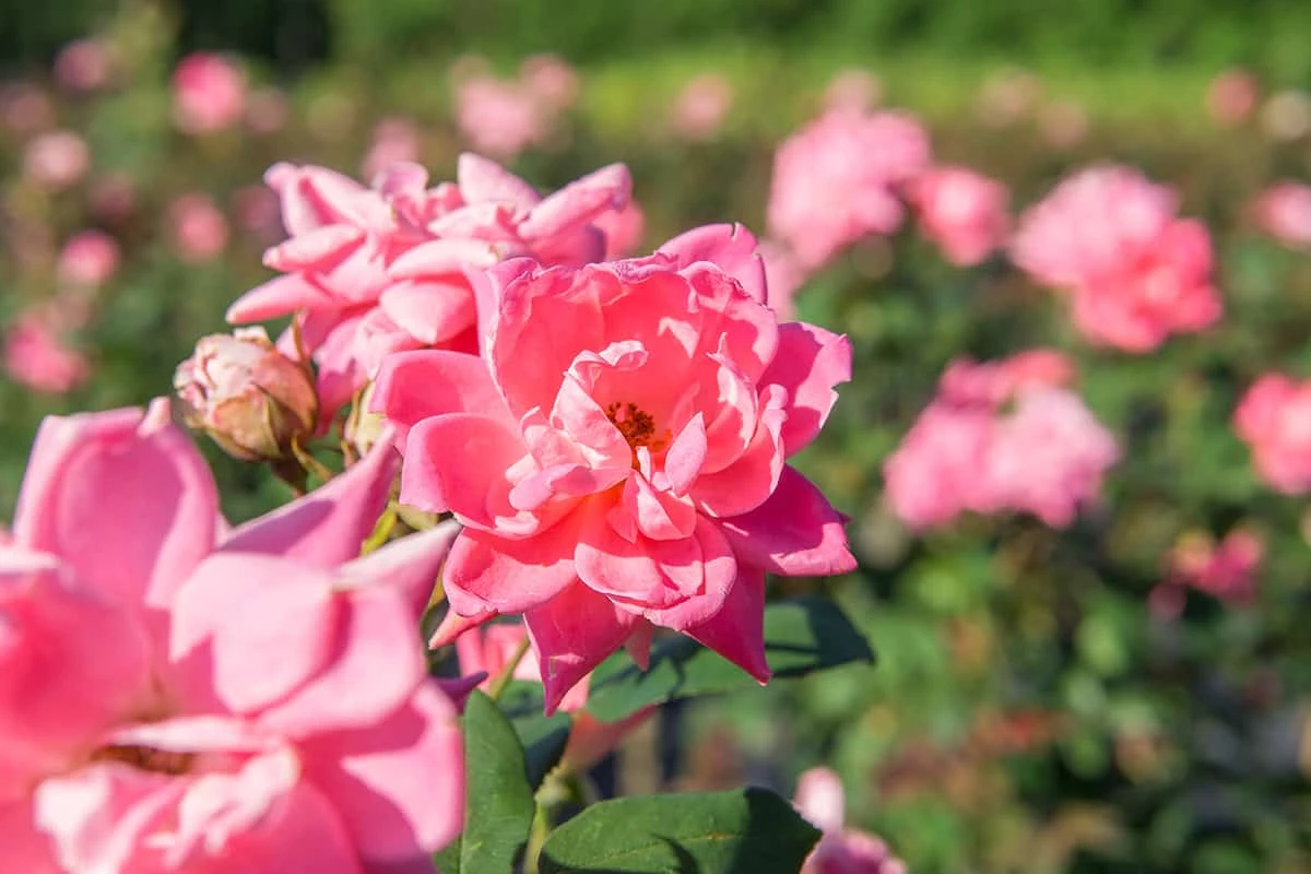 Perfect Plants Double Pink Knock Out® Rose Tree Knock Out® Roses 3 Perfect Plants Double Pink Knock Out® Rose Tree Knock Out® Roses
