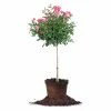 Perfect Plants Double Pink Knock Out® Rose Tree Knock Out® Roses
